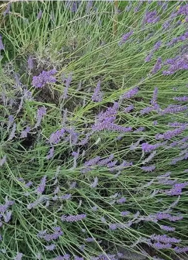 Aroma-Atmosphäre